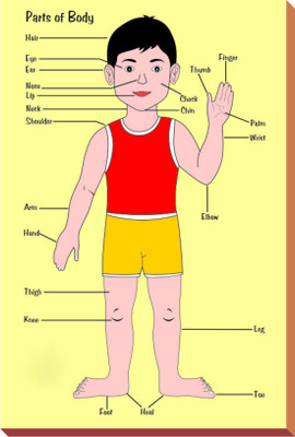 Kinder Creative Wooden Painted Tray - Parts of Body