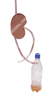 

ProjectsforSchool Working model of Kidney - DIY kit for Science Projects for School(Multicolor)