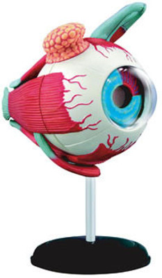 

4D Master Human Eye Ball Anatomy Model(Multicolor)