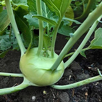 Aywal Fast Germination Knol Khol,Kholrabi Seed(2000 per packet)