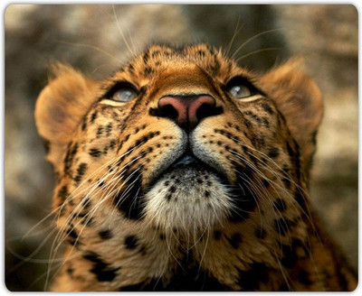 

Lovely Collection Cute Cub Mousepad(Multicolor)