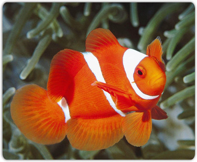 

Lovely Collection Bright Orange Fish Mousepad(Multicolor)