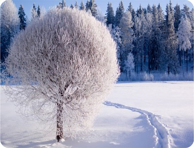 

Shopmillions Tree In Snow Mousepad(Multicolor)