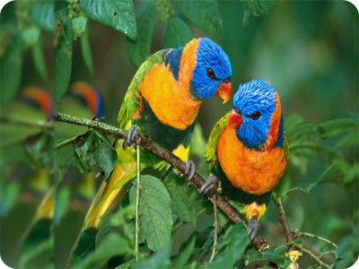 

SYL Parrot Mousepad(Multicolor)
