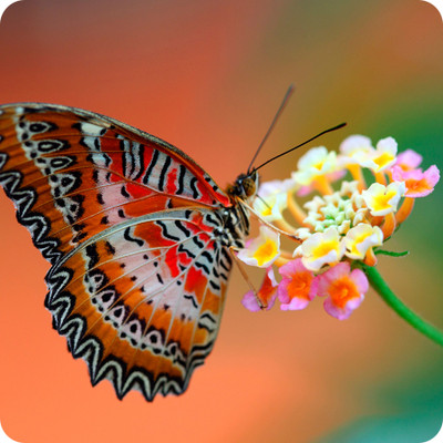 

Shopmillions Butterfly Flower Mousepad(Multicolor)