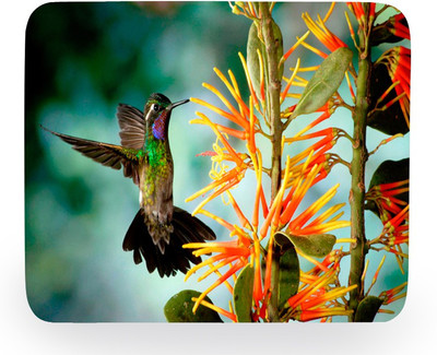 

PhotogiftsIndia Birds Nature Mousepad(Multicolor)