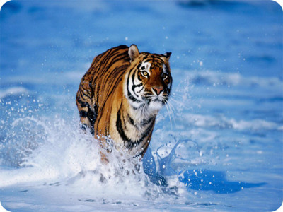 

SYL Tiger In Water Mousepad(Multicolor)