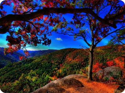 

SYL Beautifull Tree Mousepad(Multicolor)