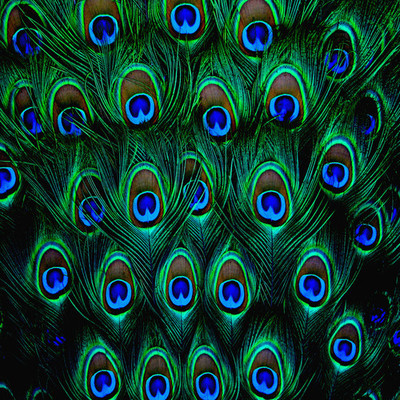 

Allthingscustomized Peacock Feathers Mousepad(Multicolor)