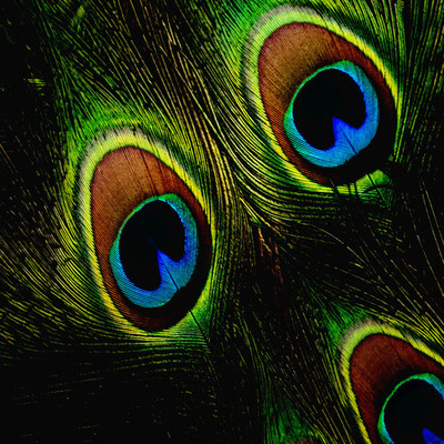

Allthingscustomized Peacock Feather Mousepad(Multicolor)