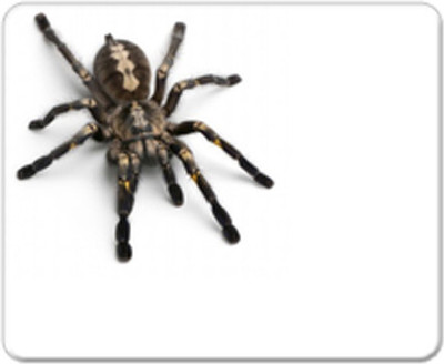 

Allthingscustomized Spider Mousepad(Multicolor)