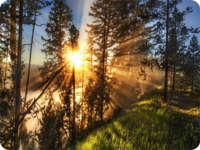 

SYL Sun in Tree Mousepad(Multicolor)