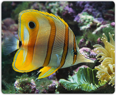 

Lovely Collection Bright Colourful Fish Mousepad(Multicolor)