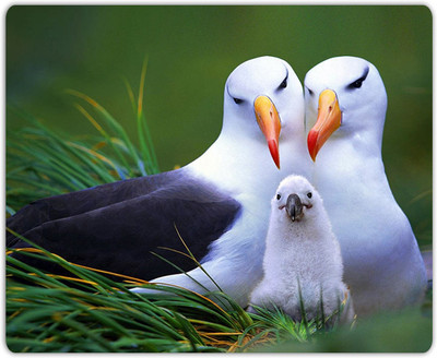 

Lovely Collection Cute Bird Couple With Baby Mousepad(Multicolor)