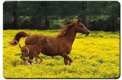 

Shopmania MULTICOLOR-403 Mousepad(Multicolor)