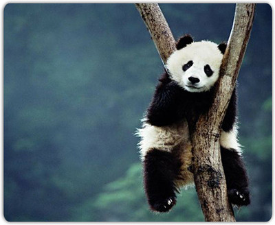 

Lovely Collection Panda Mousepad(Multicolor)
