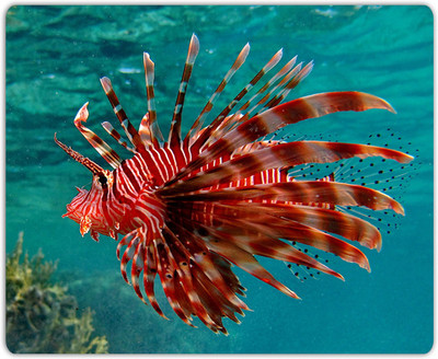

Lovely Collection Beautiful Fish Mousepad(Multicolor)