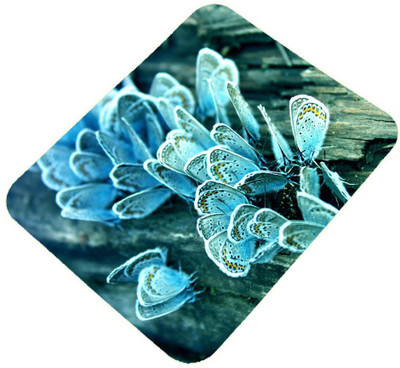 

Clapcart India Clapcartindia54 Mousepad(Multicolor)