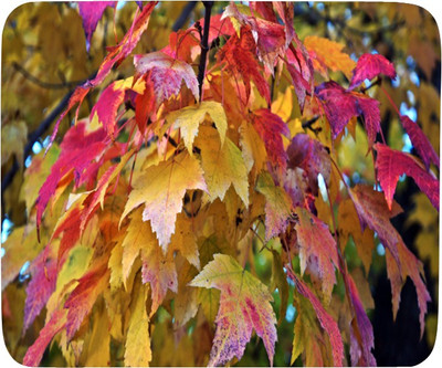 

PhotogiftsIndia yellow and pink leaf Mousepad(Multicolor)