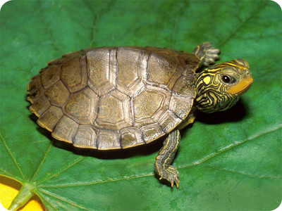

SYL Tortoise Mousepad(Multicolor)