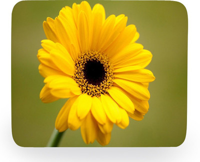 

PhotogiftsIndia yellow sunflower Mousepad(Multicolor)