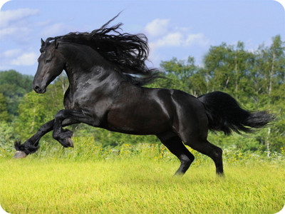 

SYL Black horse Mousepad(Multicolor)