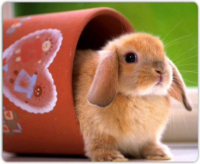 

Lovely Collection Cute Rabbit Mousepad(Multicolor)