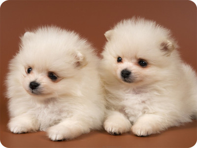

SYL Couple Dog Mousepad(Multicolor)