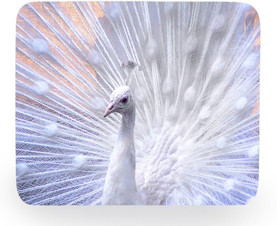

PhotogiftsIndia white peacock Mousepad(Multicolor)