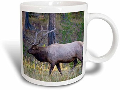 

3dRose Bull Elk Grazing in Meadow, Canyon Area of Yellowstone National Park Ceramic, 11 oz, White Ceramic Mug(60 ml), Multicolor