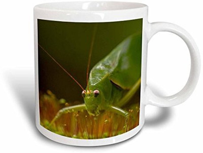 

3dRose Katydid, Orthopteran, in Cloud forest, Costa Rica Ceramic, 11 oz, White Ceramic Mug(60 ml), Multicolor