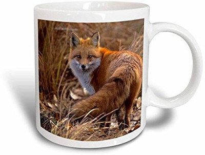 

3dRose Colorado Jefferson County Red Fox US06 BJA0261 Jayne's Gallery Ceramic, 11-Ounce Ceramic Mug(60 ml)