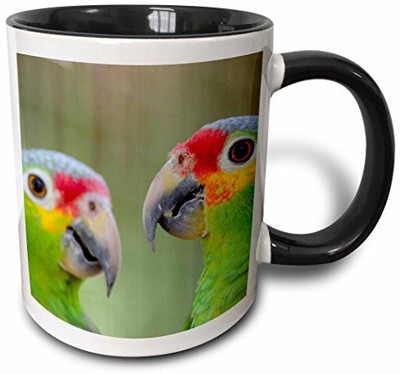 

3dRose Belize, Belize City, Belize City Zoo. Detail of Red-Lored Parrots. Two Tone Black, 11 oz, Black/White Ceramic Mug(60 ml), Multicolor