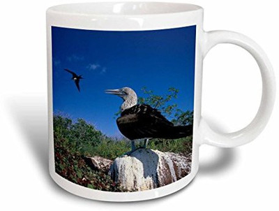 

3dRose mug_86428_1 Galapagos Islands, Blue-Footed Bobbie SA07 PSO0005 Paul Souder's Ceramic, 11 oz, White Ceramic Mug(60 ml), Multicolor