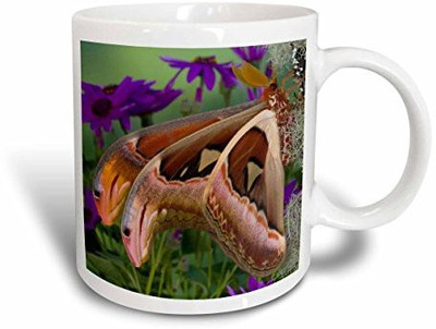 

3dRose Atlas Moth Insect, Sammamish Washington Us48 Dgu0257 Darrell Gulin Ceramic, 15 oz, White Ceramic Mug(60 ml), Multicolor