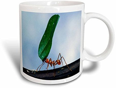 

3dRose Worker Ant Ceramic, 15 oz, White Ceramic Mug(60 ml), Multicolor