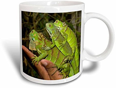 

3dRose Juvenile Green Iguana Lizards, San Ignacio, Belize Sa02 Wsu0038 William Sutton Ceramic, 15 oz, White Ceramic Mug(60 ml)