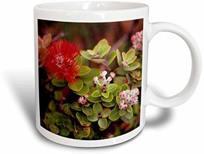 

3dRose Lehua Blossoms in Hawaii Volcanoes Np, Big Island, Hawaii. Ceramic, 15 oz, White Ceramic Mug(60 ml), Multicolor