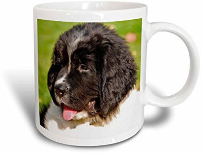 

3dRose mug_93608_2 Oregon, Portland, Landseer Newfoundland Dog Puppy-US38 BJA0526-Jaynes Gallery Ceramic, 15-Ounce Ceramic Mug(60 ml), Multicolor