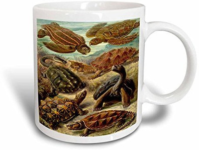 

3dRose Print of Sea Turtles From Vintage Biology Book Ceramic, 11 oz, White Ceramic Mug(60 ml), Multicolor