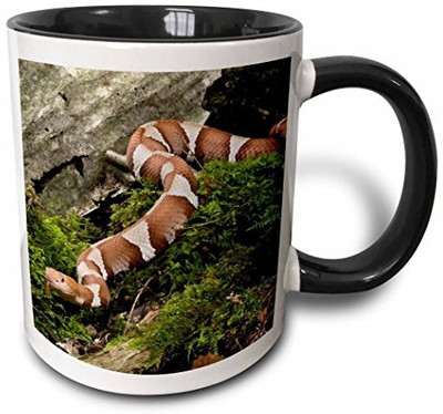 

3dRose mug_94185_4 Broad Banded Copperhead Snake, Central Pa US39 JMC0011 Joe and Mary Ann McDonald Two Tone Black, 11 oz, Black/White Ceramic Mug(60 ml), Multicolor