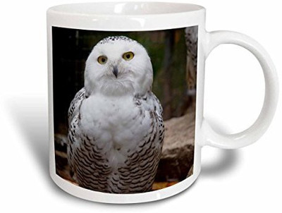 

3dRose Pretty White Snowy Owl Birds Animals Ceramic, 11-Ounce Ceramic Mug(60 ml)