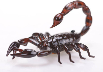 

MK Enterprises Scorpion(Multicolor)