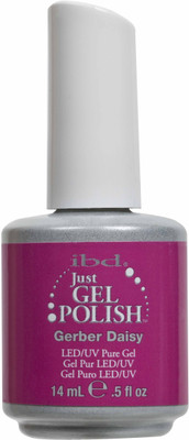 IBD Gerber daisy Dark Pink