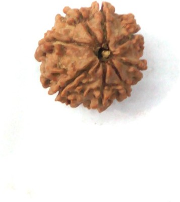 APDI 8 Mukhi Lab Certified Nepali Rudraksha Beads Wood