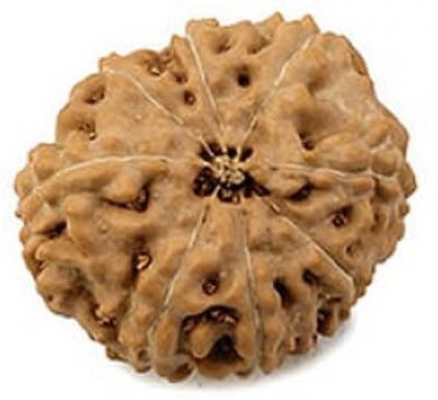 Narayan Religious Shopee 8 Mukhi Rudraksha Rudraksha Ashtavinayaka Cotton Dori