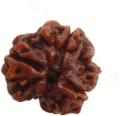 

Pandit NM Shrimali Teen Mukhi Rudraksh Wood