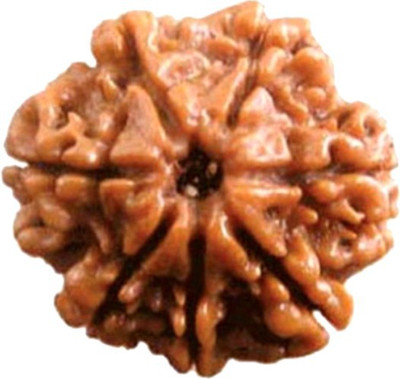 Sangam creation 7 Mukhi certified Original natural Rudraksha Wood
