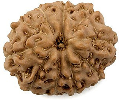 Narayan Religious Shopee 10 Mukhi Rudraksh From Indonesia Cotton Dori