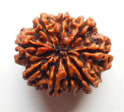 Narayan Religious Shopee 9 Mukhi Rudraksh from Nepalese Cotton Dori